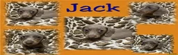 Dachshund dogs for sale: 🩷Amazing dachshund puppies🩷 - Advert 31