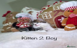 Mixed Breed cats for sale: Beautiful kittens 8 weeks old  - Advert 8