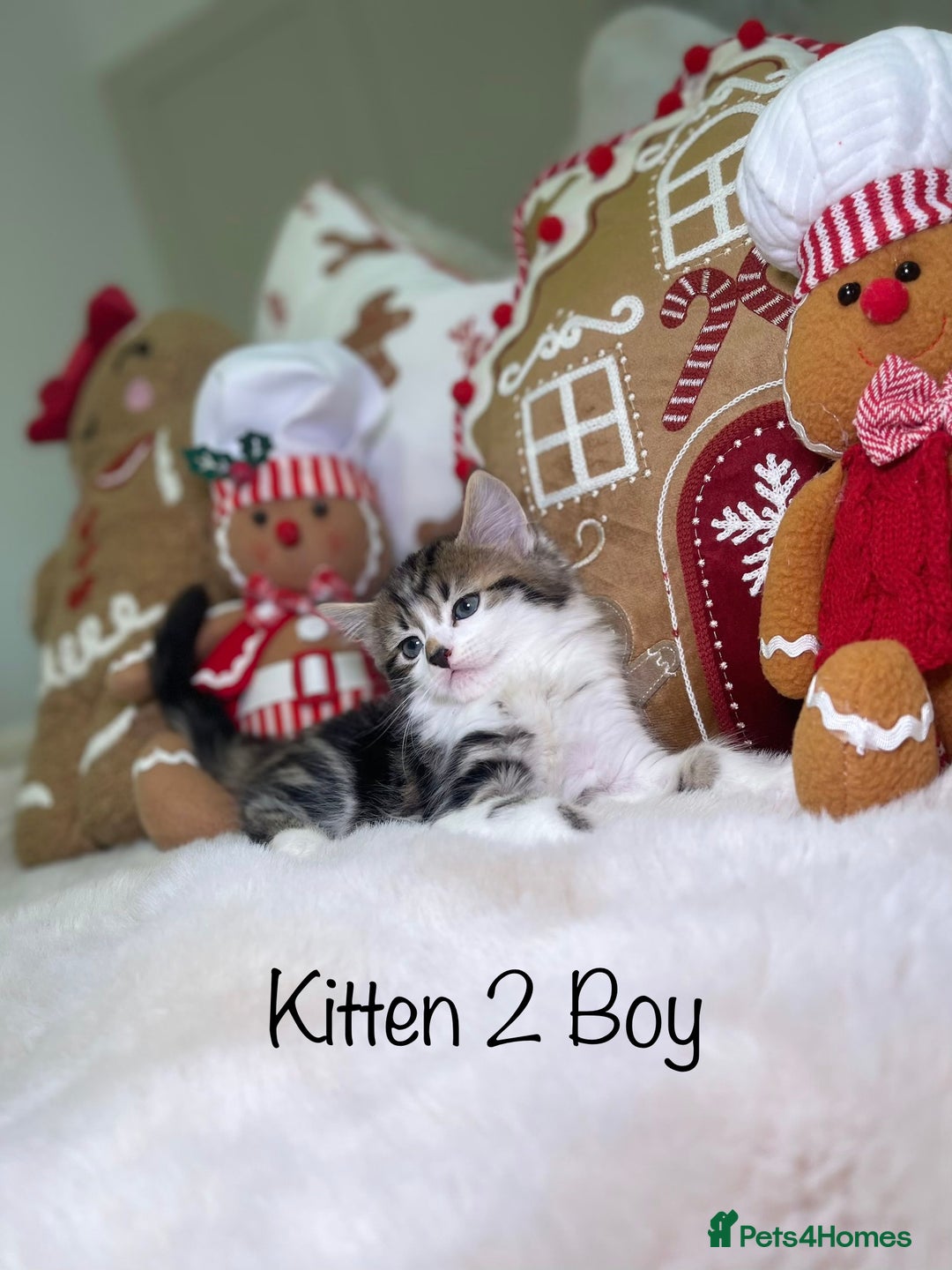 Mixed Breed cats for sale: Beautiful kittens 8 weeks old  - Advert 8