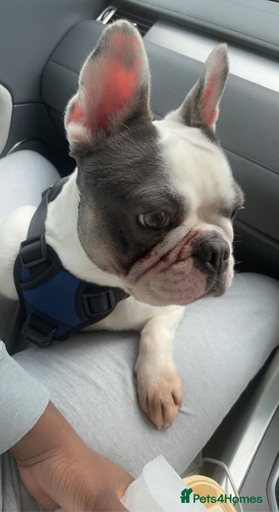 French Bulldog dogs for sale: Angel  - Advert 2