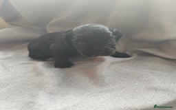 Cocker Spaniel dogs for sale: 7 beautiful cocker spaniels  - Image 14