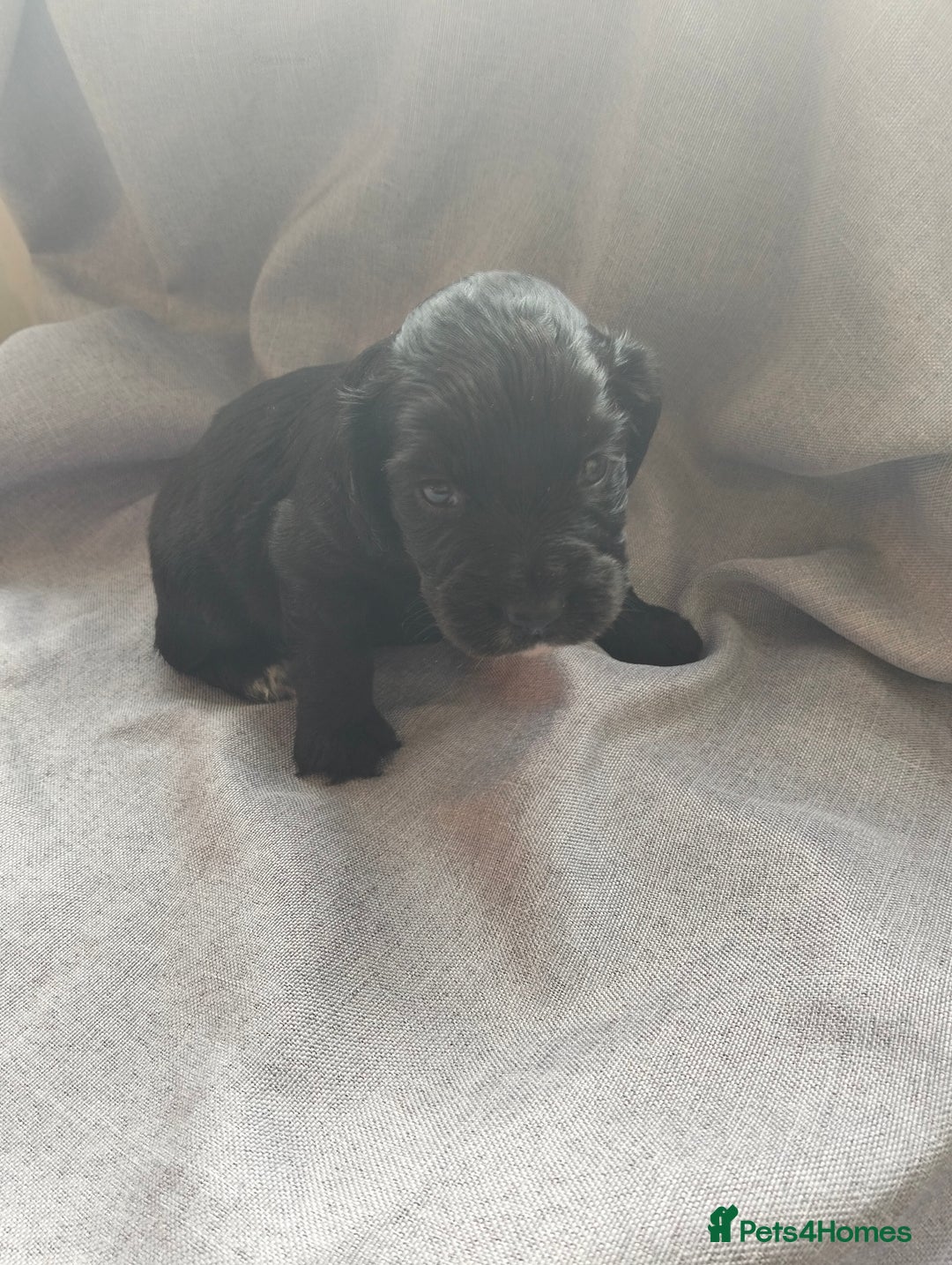 Cocker Spaniel dogs for sale: 7 beautiful cocker spaniels  - Image 14