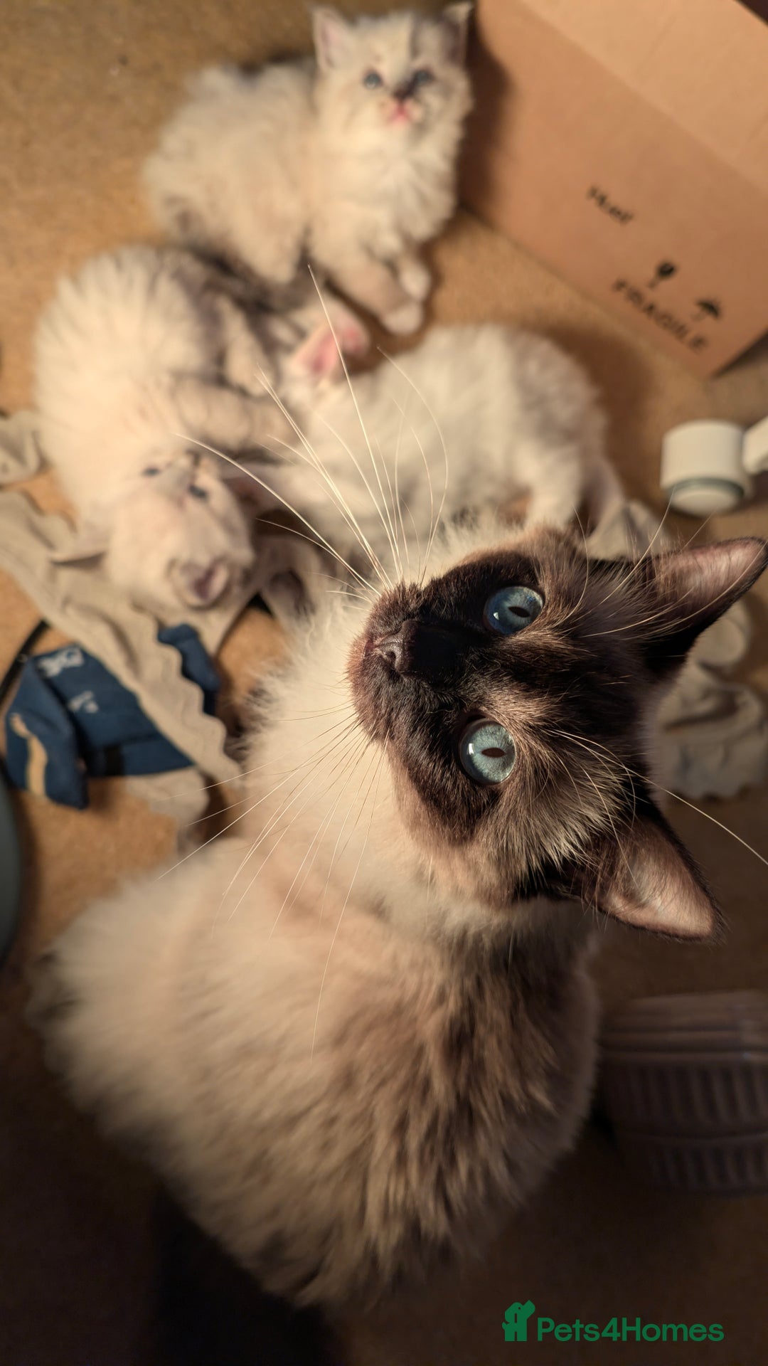 Ragdoll cats for sale: Beautiful Playful Ragdoll Kittens - Advert 9