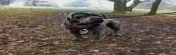 Cane Corso dogs for stud: BLUE CANE CORSO FOR STUD - Advert 6