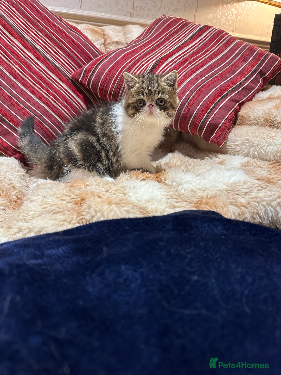 Exotic cats for sale: Brown Tabby & White exotic shorthair  - Advert 3