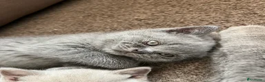 British Shorthair 5