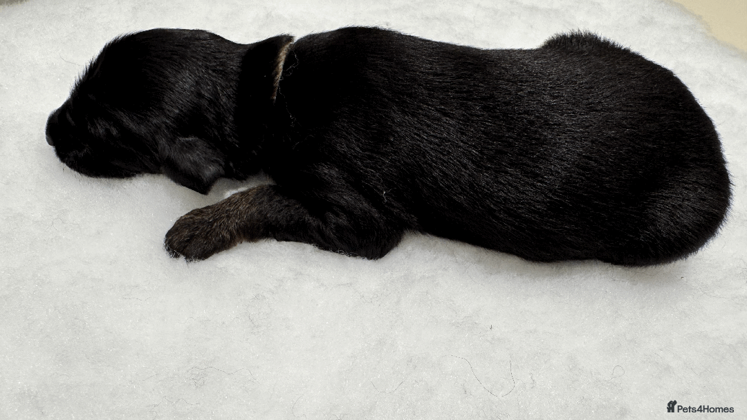 Afghan Hound dogs for sale: Afghan Hound Litter AVAILABLE - Image 14