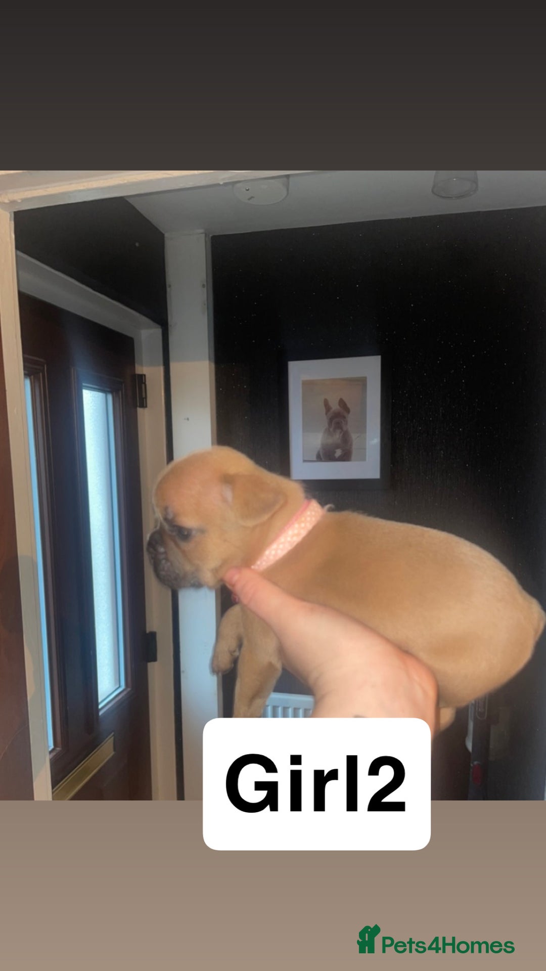 French Bulldog dogs for sale: 7 week old French bulldog puppies  - Image 10