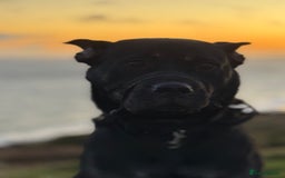 Rottweiler dogs for sale: Cali  - Image 1