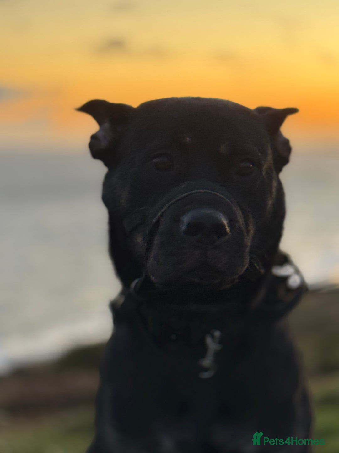 Rottweiler dogs for sale: Cali  - Image 1