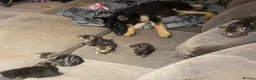 Bengal cats for sale: Bengal x kittens - Advert 15