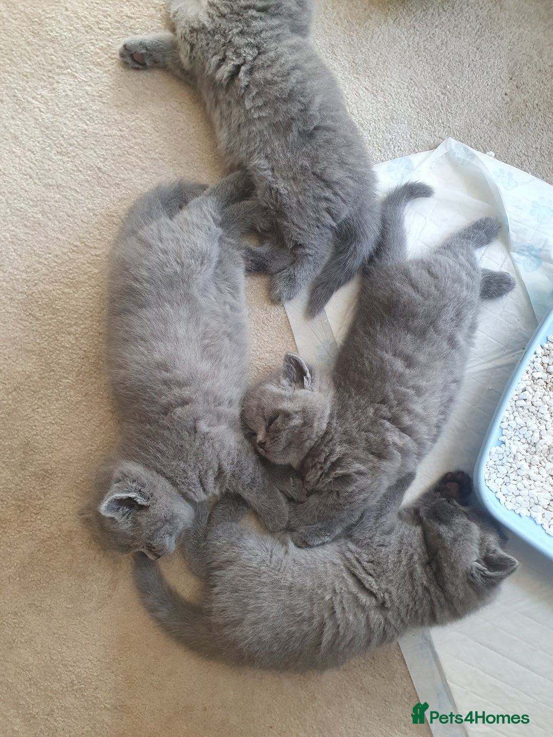 British Shorthair cats for sale: 4 Britain short hair kittens - Image 6