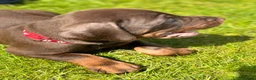 Dobermann dogs for sale: CHESHIRE WORLD CLASS DOBERMAN PUPPY - Advert 15