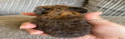 Guinea Pig rodents for sale: Baby boar pair. in Thetford - Advert 6