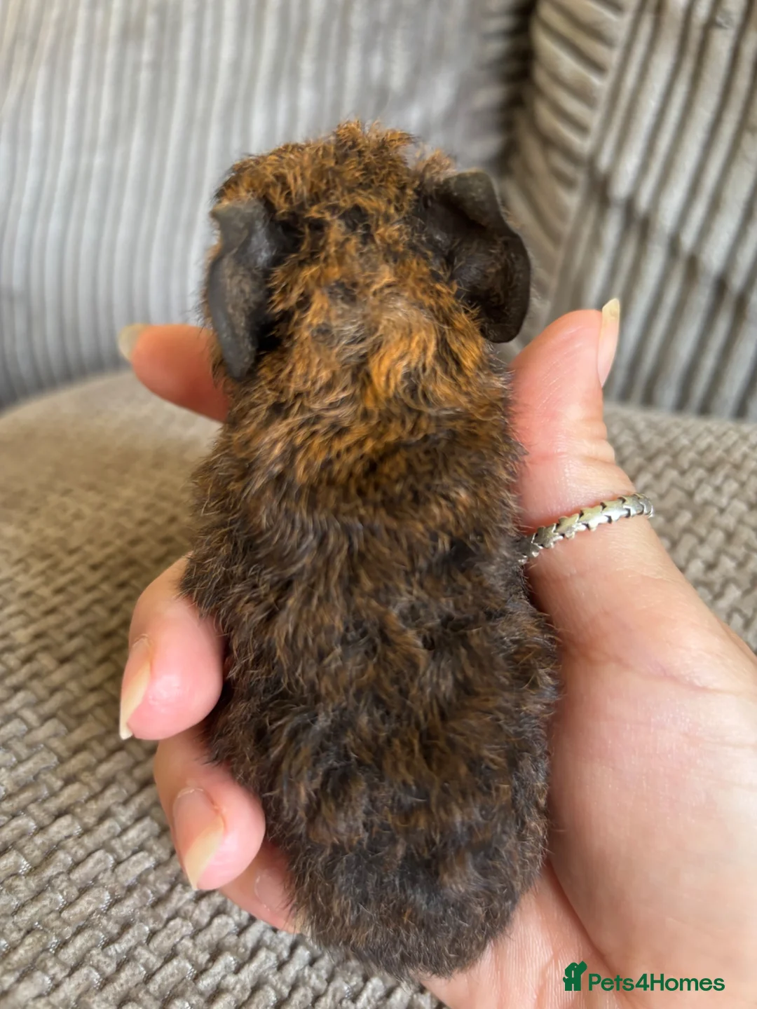 Guinea Pig rodents for sale: Baby boar pair. in Thetford - Advert 6