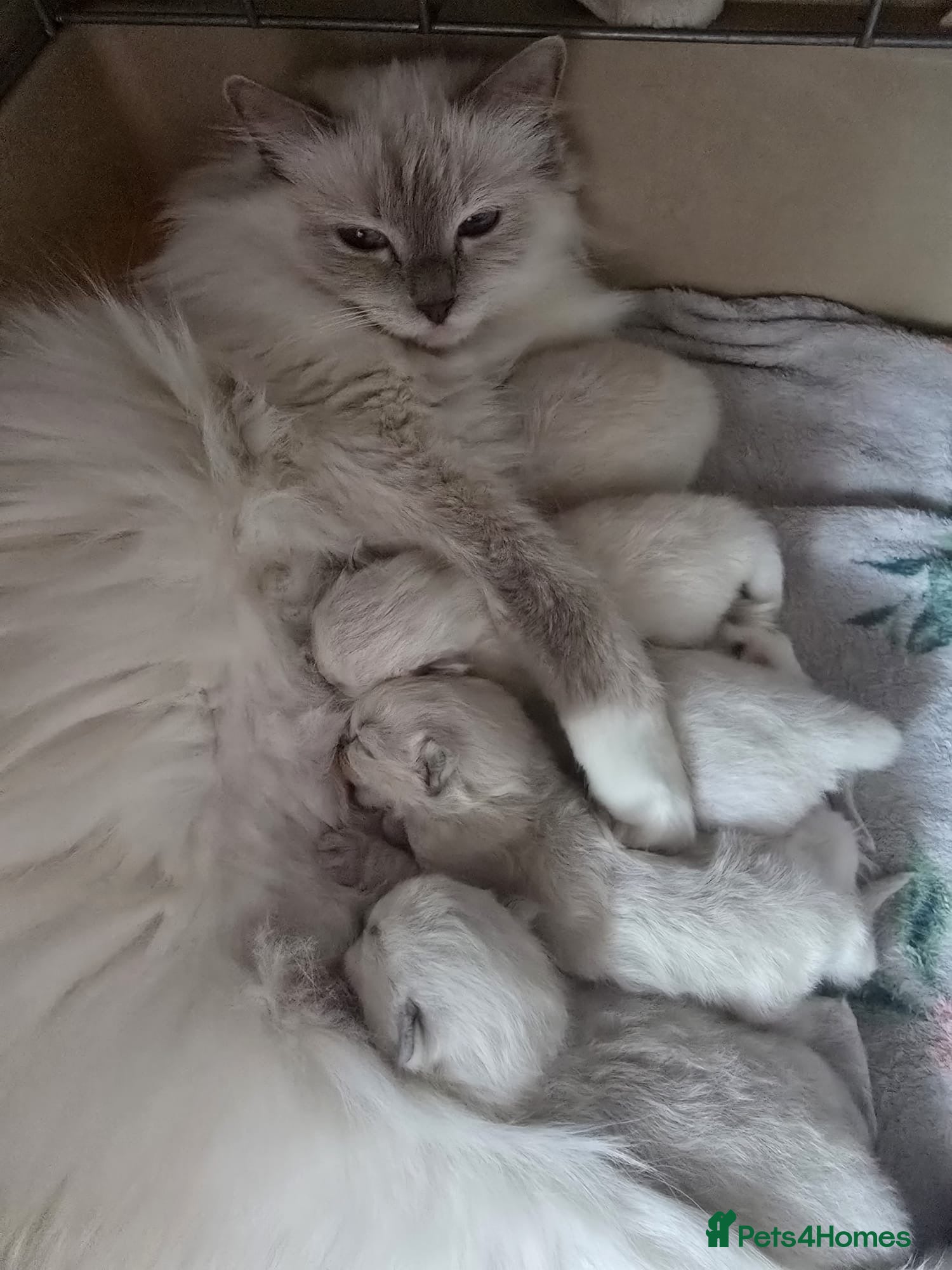 Ragdoll cats GCCF Ragdoll kittens  - Advert 2