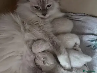 Ragdoll cats GCCF Ragdoll kittens - Advert 2