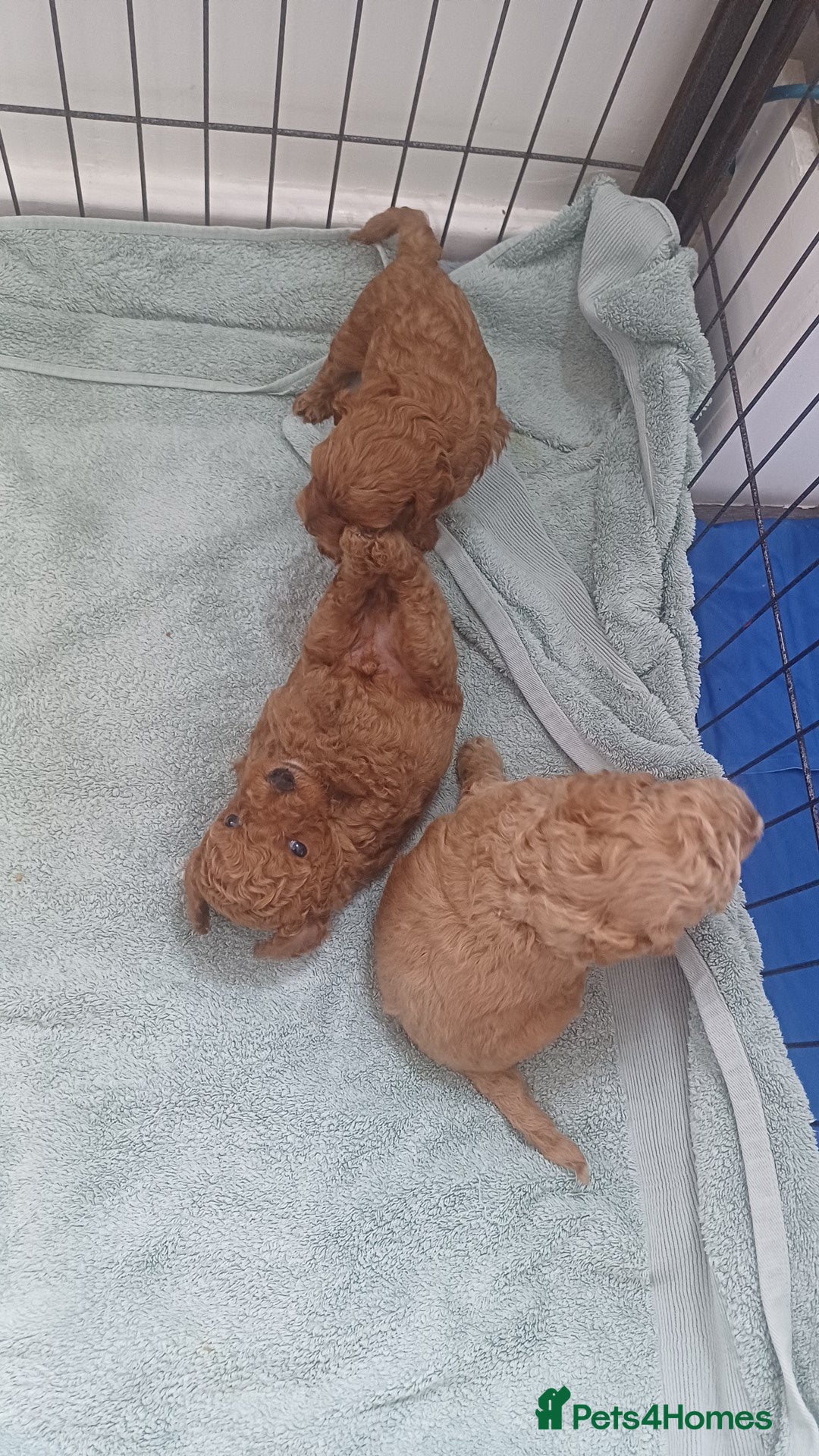 Cockapoo dogs for sale: Beautiful cockapoo puppies  - Image 34