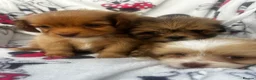 Shih Tzu dogs for sale: Imperial Shih Tzu puppies - Advert 13