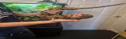 Mixed Breed reptiles for sale: Ball pythons boas and corns for sale  in Malvern - Advert 5