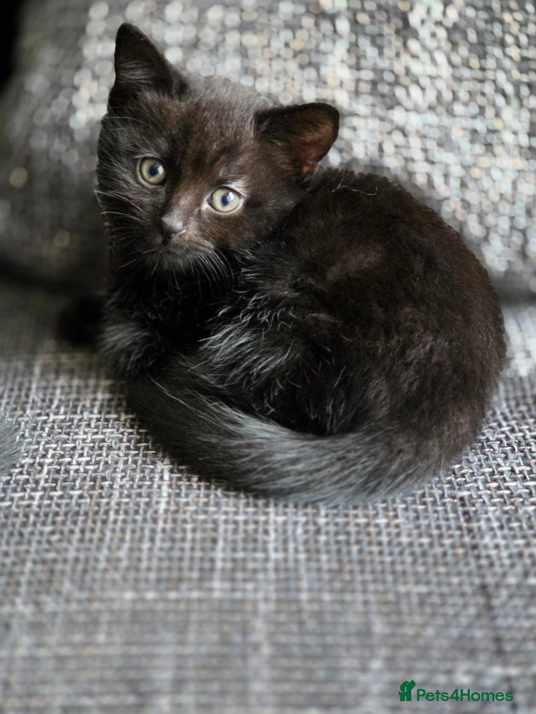 British Shorthair cats for sale: British Shorthair x Siberian Kittens  - Advert 6