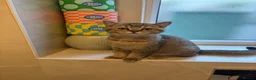 British Shorthair cats for sale: Pedigree British Shorthair  - Advert 2