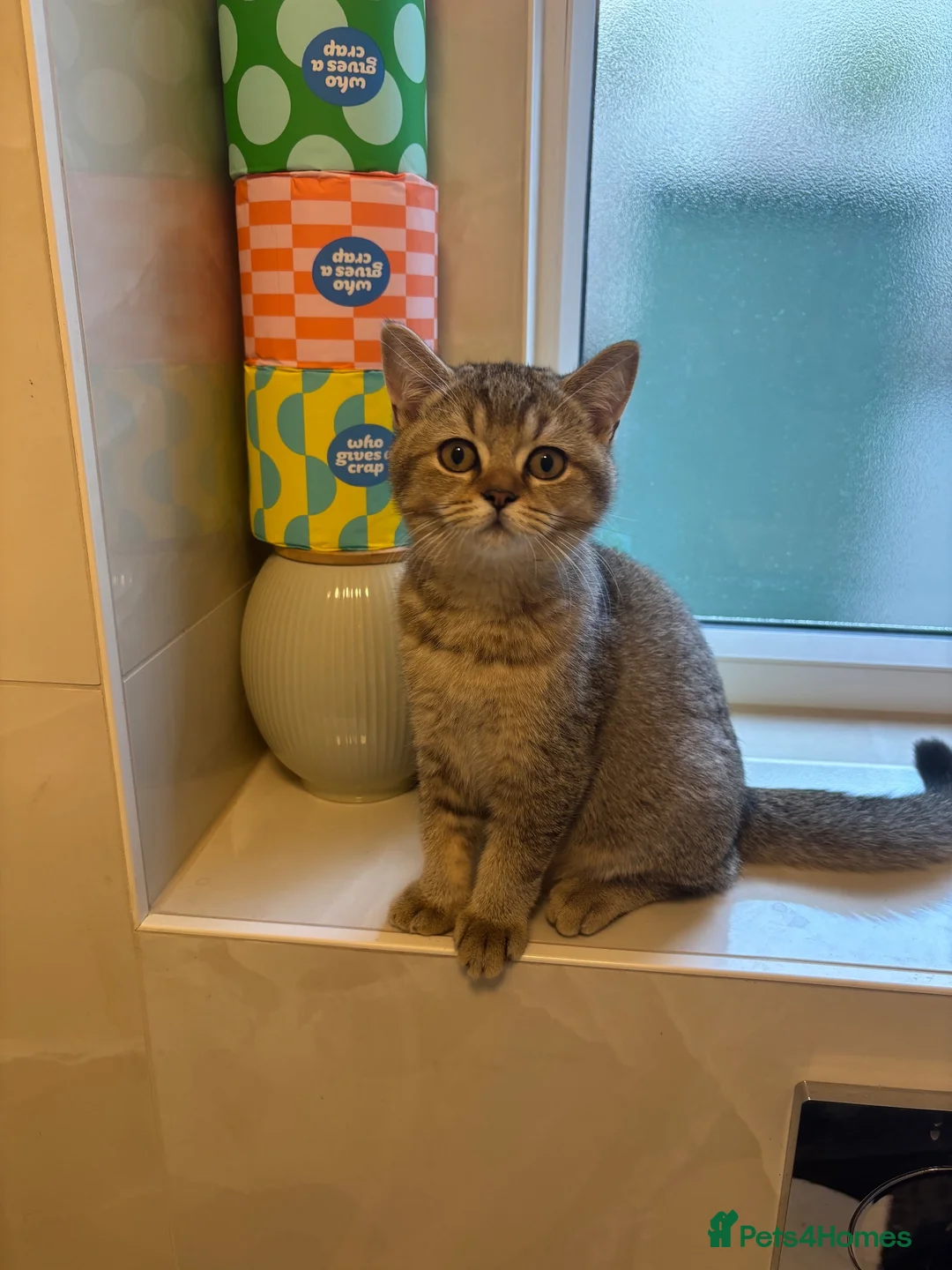 British Shorthair cats for sale: Pedigree British Shorthair  - Advert 2