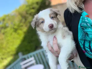 Border Collie dogs Border collie puppies - READY TO LEAVE SUNDAY - Advert 4