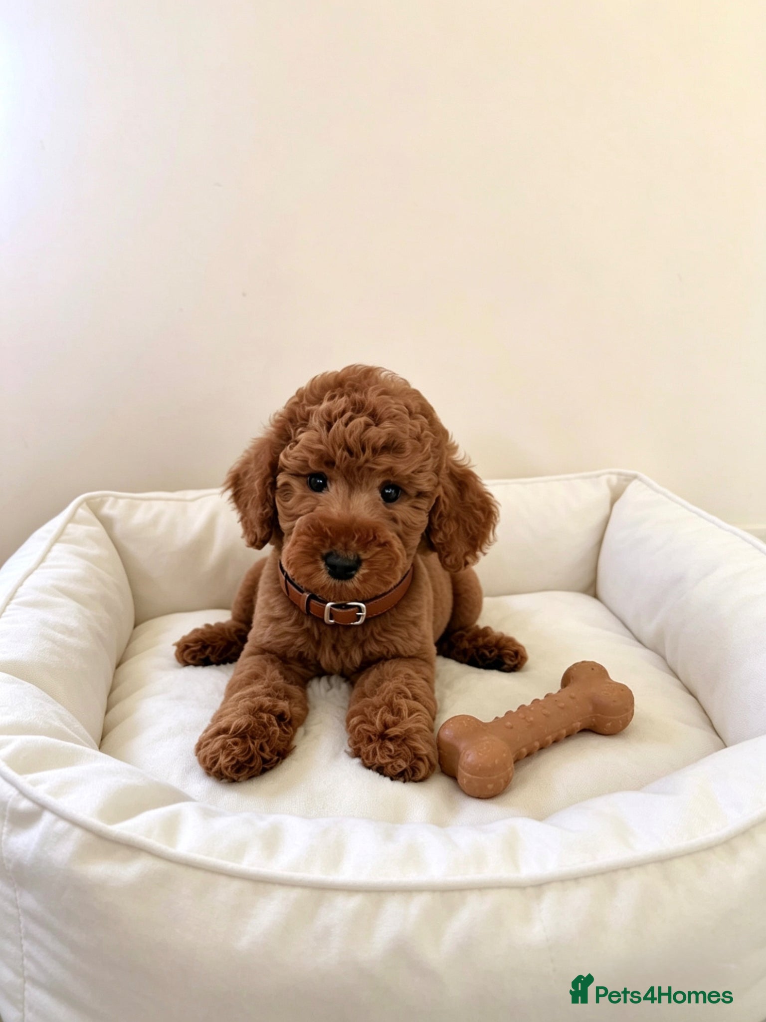 Australian Labradoodle dogs 🐶 Price negotiable-Ready for their forever home🐶 - Advert 1