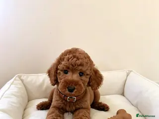 Australian Labradoodle dogs 🐶 Price negotiable-Ready for their forever home🐶 - Advert 1