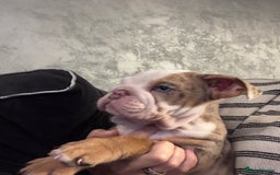 English Bulldog dogs for sale: **REDUCED **READY TO LEAVE CHUNKY ENGLISH BULLDOG - Image 1