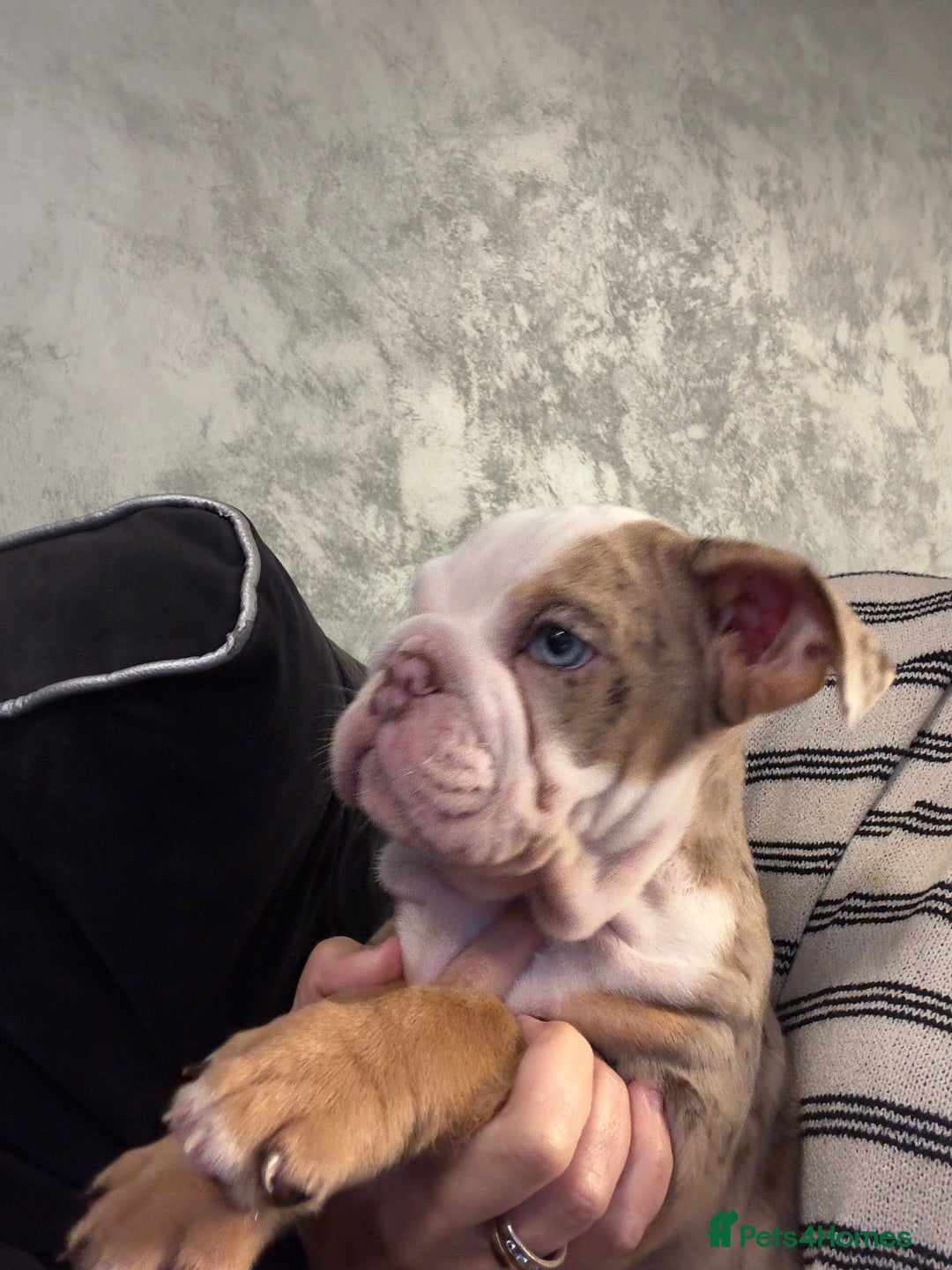 English Bulldog dogs for sale: **REDUCED **READY TO LEAVE CHUNKY ENGLISH BULLDOG - Image 1
