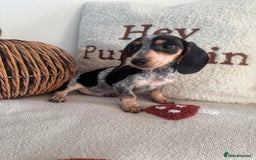 Miniature Dachshund dogs for sale: Miniature smooth dachshund puppies ready now - Image 6