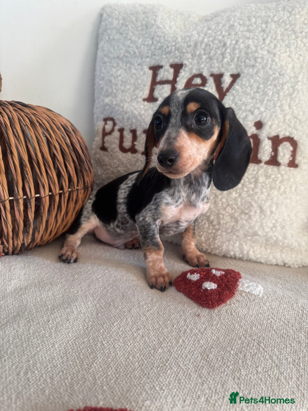 Miniature Dachshund dogs for sale: Miniature smooth dachshund puppies ready now - Image 6