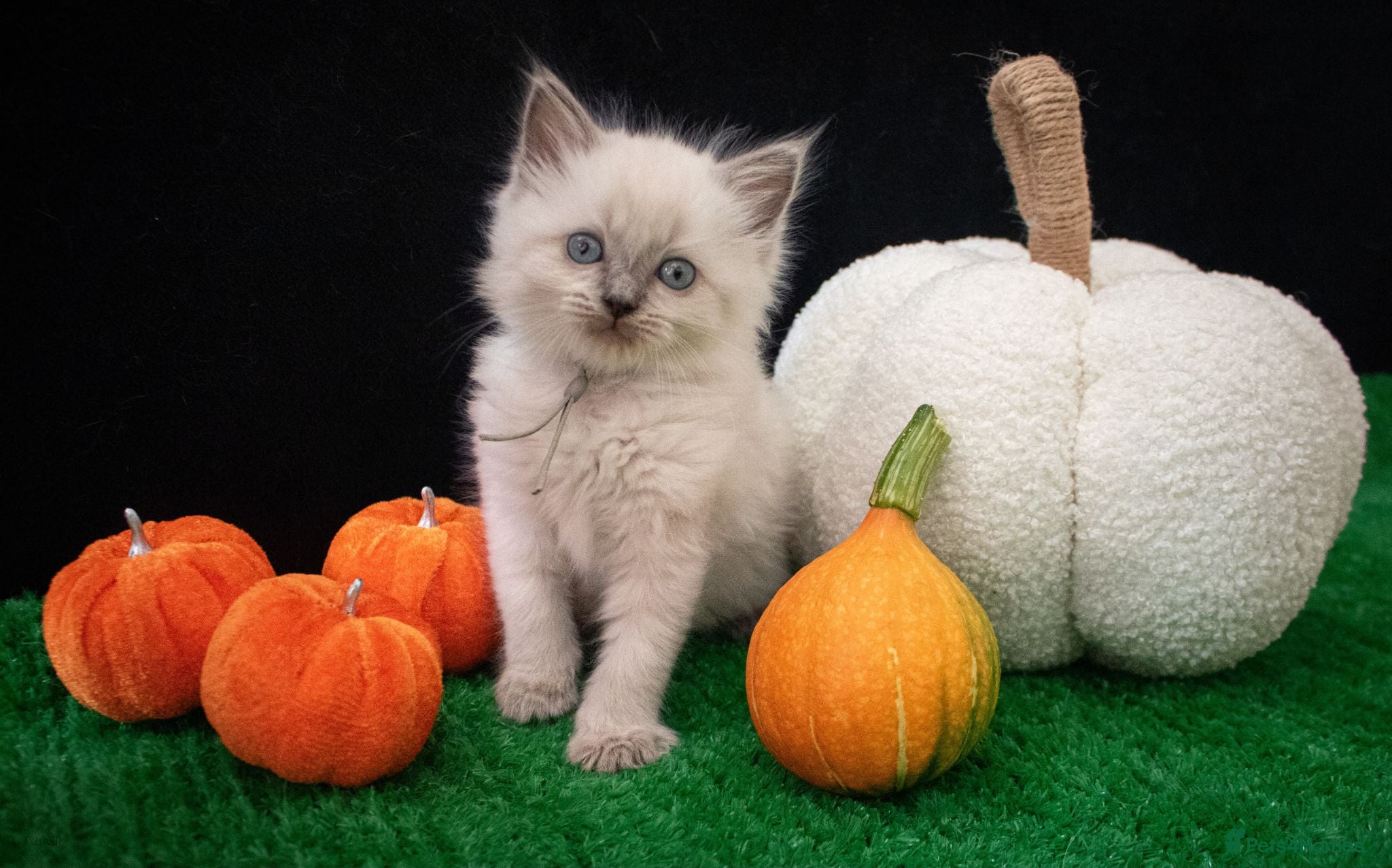 Ragdoll cats Gorgeous well handled kittens - Advert 1