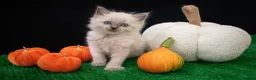 Ragdoll cats for sale: Gorgeous well handled kittens - Advert 1