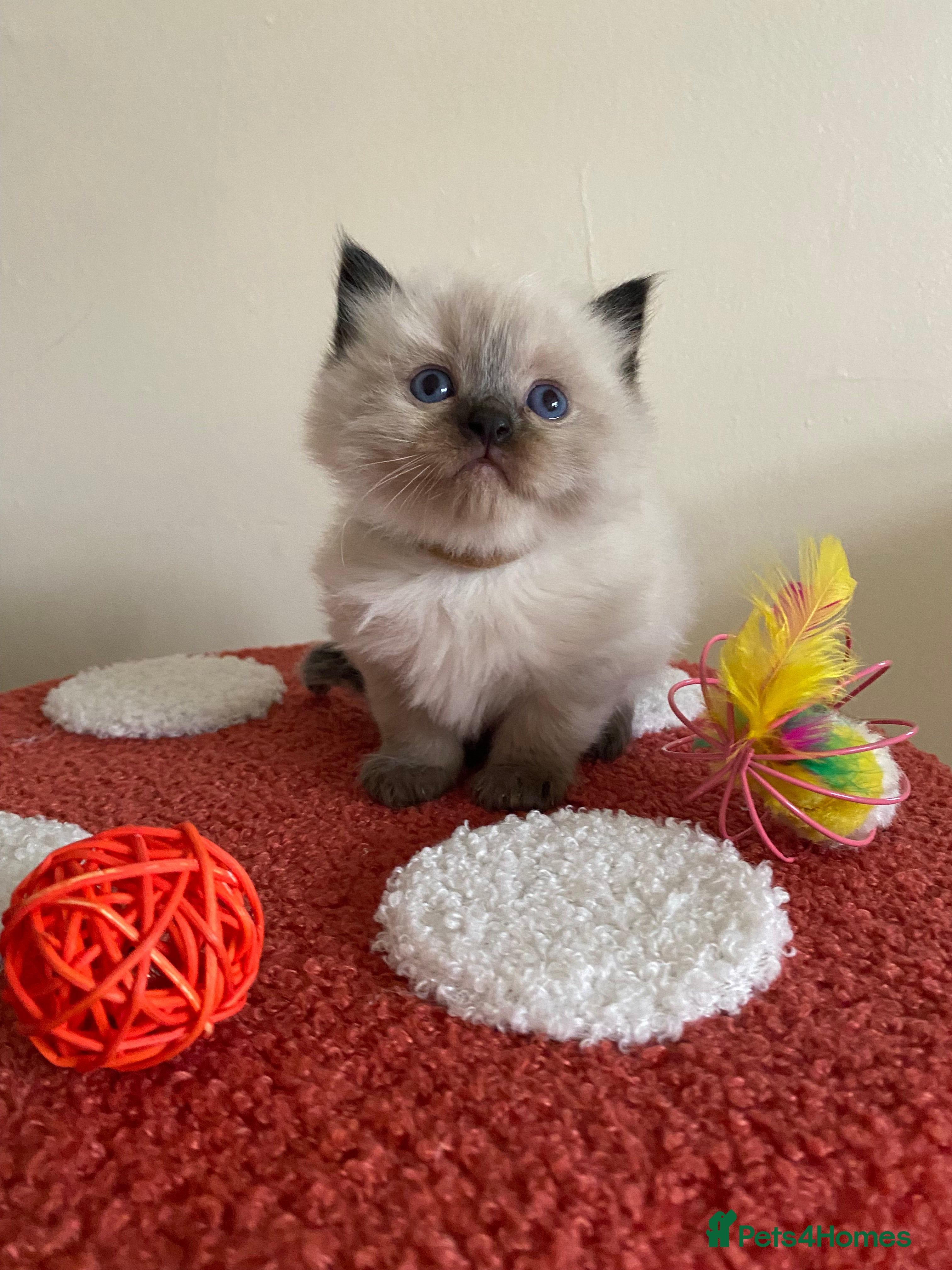 Ragdoll cats Raj and Nico available  - Advert 11