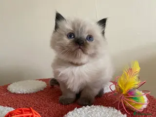 Ragdoll cats Raj and Nico available - Advert 11