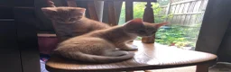 Mixed Breed cats for sale: Beautiful kittens looking for loving homes - Advert 4
