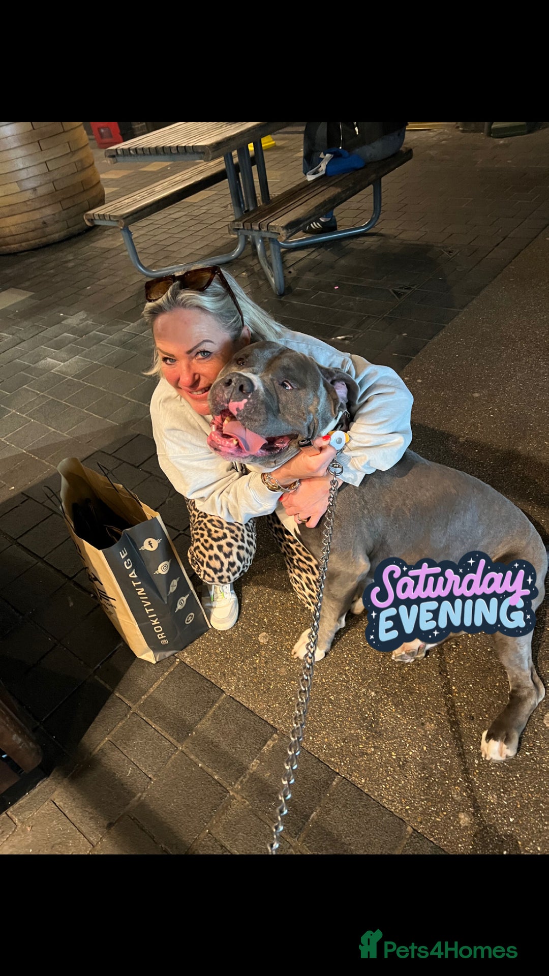 American Bulldog dogs for sale: Loving American Bulldog for Sale  - Image 6