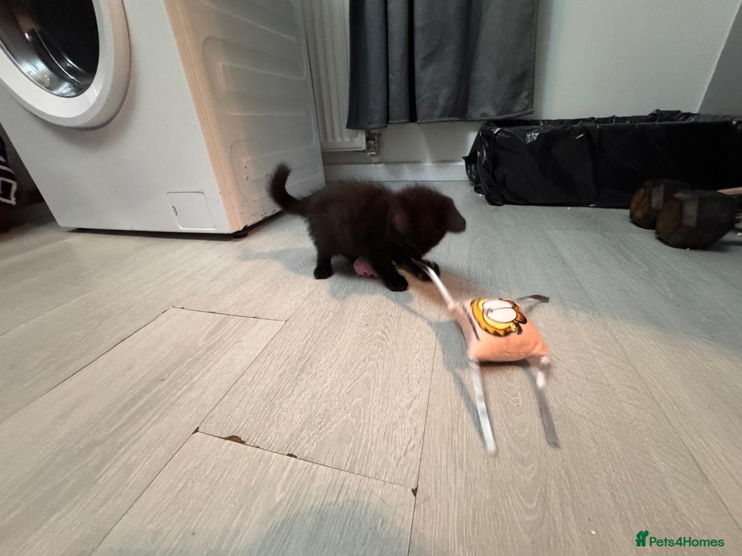 British Shorthair cats for sale: British shorthairs kittens - Image 5