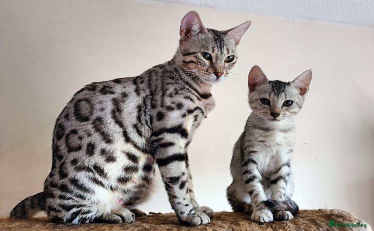 Bengal cats - Advert 4