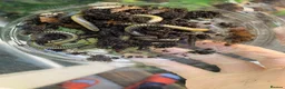 Millipedes invertebrates for sale: Salpidobolus sp. ‘Gorontalo’, Millipede Nymphs - Advert 4