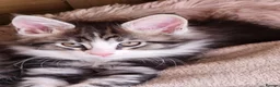 Maine Coon cats for sale: Maine Coons Ready Now!! 4 male 1 female  - Advert 25
