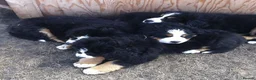 Bernese Mountain Dog dogs for sale: Choose with Care, Love for a Lifetime in Southampton - Advert 1