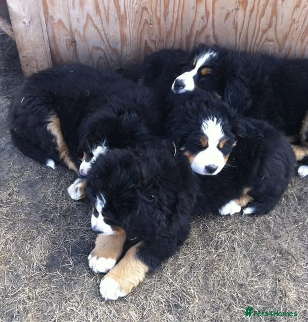 Bernese Mountain Dog dogs for sale: Choose with Care, Love for a Lifetime in Southampton - Advert 1