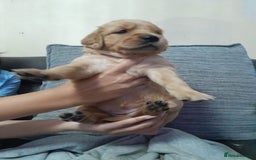 Golden Retriever dogs for sale: Amazing Golden Retrievers for sale  - Image 7