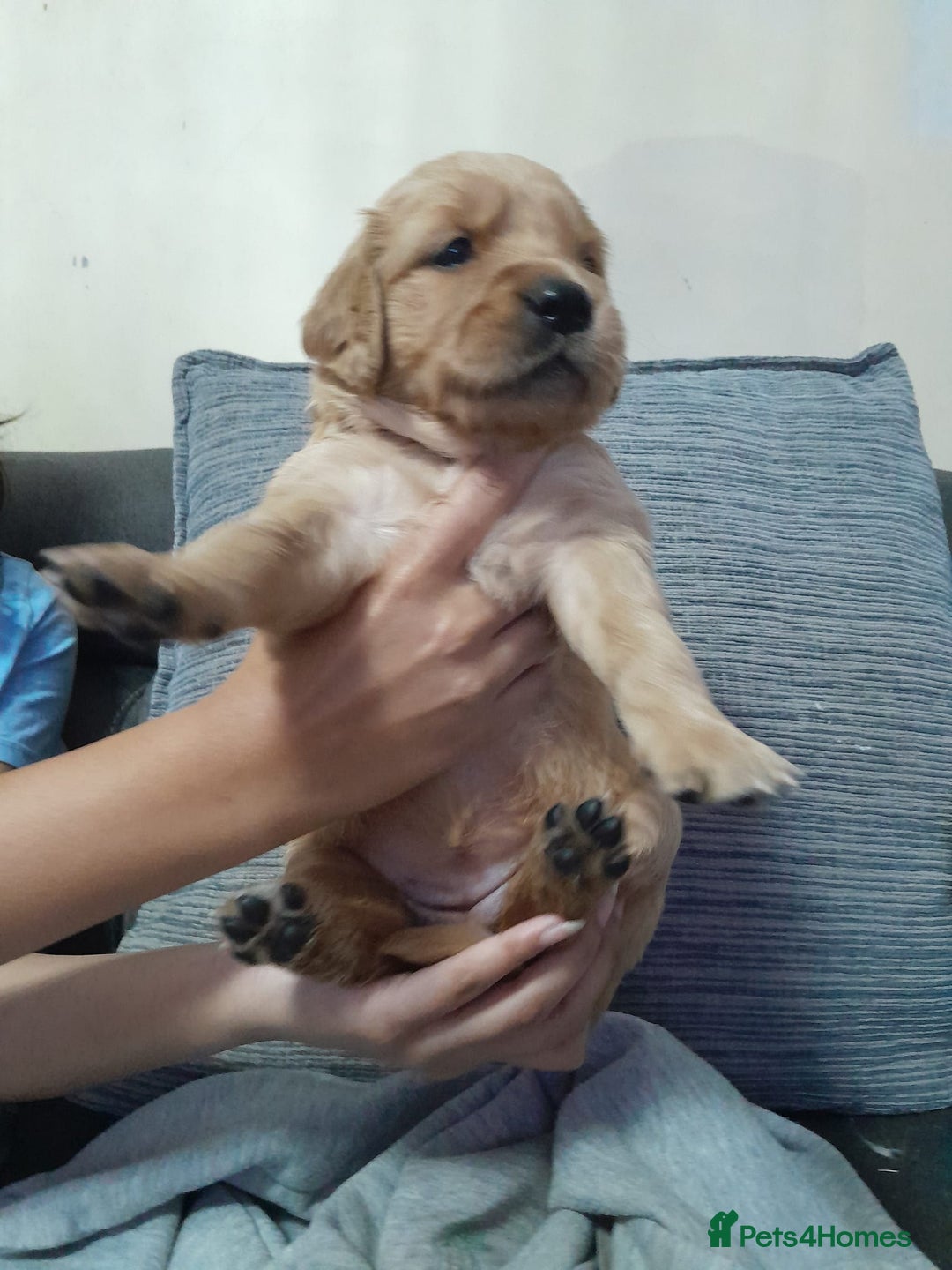 Golden Retriever dogs for sale: Amazing Golden Retrievers for sale  - Image 7