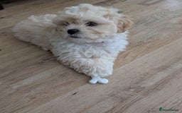 Shih Tzu dogs for sale: Beautiful Golden shih-tzu puppy - Image 1