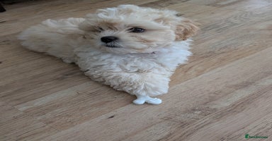 Shih Tzu dogs - Advert 3